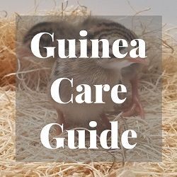 Guinea Care Guide